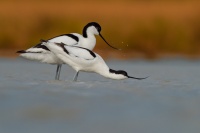 Tenkozobec opacny - Recurvirostra avosetta - Pied Avocet 0755b